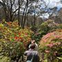 Campbell Rhododendron Gardens