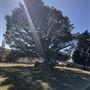 Clearview Cattle Property