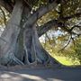 Rushcutters Bay Park