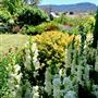 Hartvale Gardens and Cottage