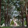 Avenue of Trees