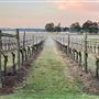 Tranquil Vale Boutique Vineyard