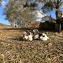 Sugarloaf Farm at Pheasants Nest