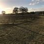 Adina Vineyard and Olive Grove