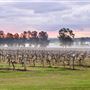 Adina Vineyard and Olive Grove