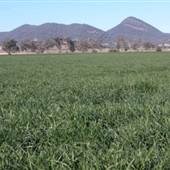 Barley Crop