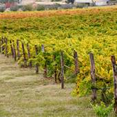 Bathurst Vineyards