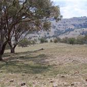 Coolah Tops National Park