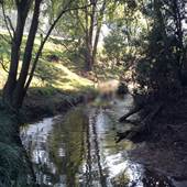 Cedar Brush Creek