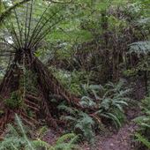 Cathedral of Ferns - Mount Wilson