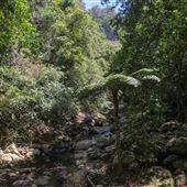 Minnamurra Rainforest Walk - Budderoo National Park