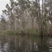 Cudgen Creek