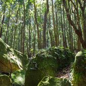 Glengariff Estate Rainforest