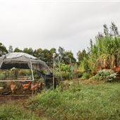 Purple Pear Farm