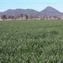 Barley Crop