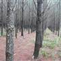 Belanglo State Forest