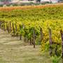 Bathurst Vineyards