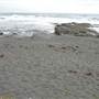 Black Sand Beach, Bass Point Reserve & Shell Cove