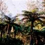 Bluebell Wood - Tilba Tilba