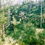 Bluebell Wood - Tilba Tilba