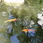Chinese Garden of Friendship - Darling Harbour