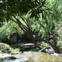 Chinese Garden of Friendship - Darling Harbour