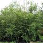 Bamboo Wholesale