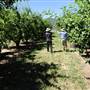 Daydawn Orchard