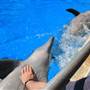 Dolphin Marine Magic
