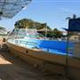 Dolphin Marine Magic