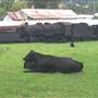 Dorrigo Steam Railway & Museum (Non-Profit Collection)