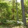 Lane Cove National Park