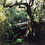 Barrington Tops National Park