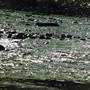 Bellinger River