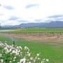 Branxton Vineyard