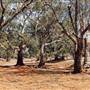 Broken Hill Stephens Creek