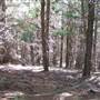 Canobolas State Forest / Recreation Area