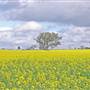 Canola Field
