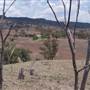 Coolah surrounds