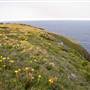 Crescent Head