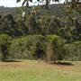Crops, Clunes