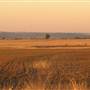 Crops/Farms - Central West