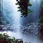 Crystal Shower Falls - Dorrigo National Park