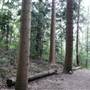 Cumberland State Forest