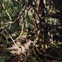 Dorrigo National Park