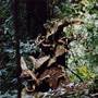 Dorrigo National Park