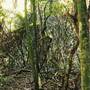 Dorrigo National Park