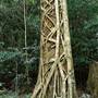 Dorrigo National Park