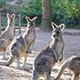 Shoalhaven Zoo