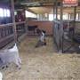 Calmsley Hill City Farm